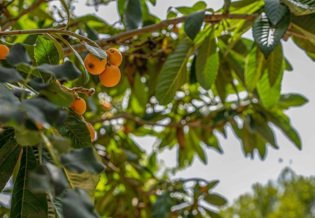 Finca en Pollensa / Pollença - Buchaca, Villa-Finca 5StarsHome Mallorca Finca en Pollensa / Pollença - Buchaca, Villa-Finca 5StarsHome Mallorca