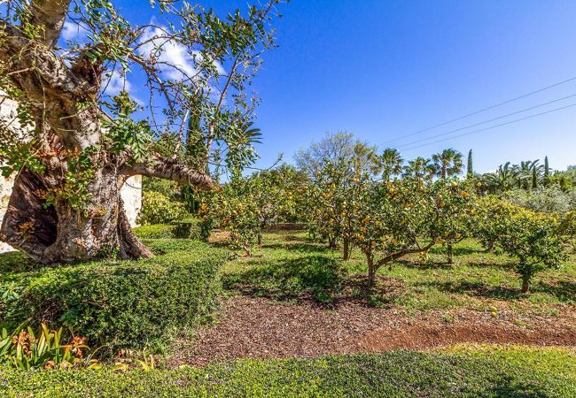 Villa en Pollensa / Pollença - Torella, Villa 5StarsHome Mallorca Villa en Pollensa / Pollença - Torella, Villa 5StarsHome Mallorca