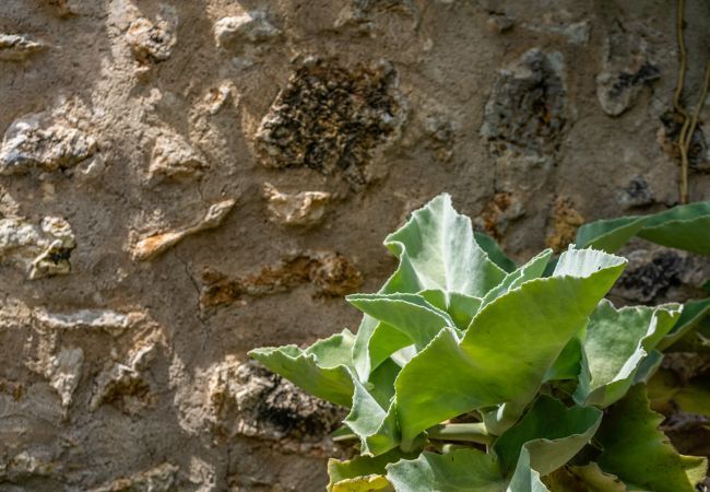 Domaine à Pollensa / Pollença - Buchaca, Villa-Finca 5StarsHome Mallorca Domaine à Pollensa / Pollença - Buchaca, Villa-Finca 5StarsHome Mallorca