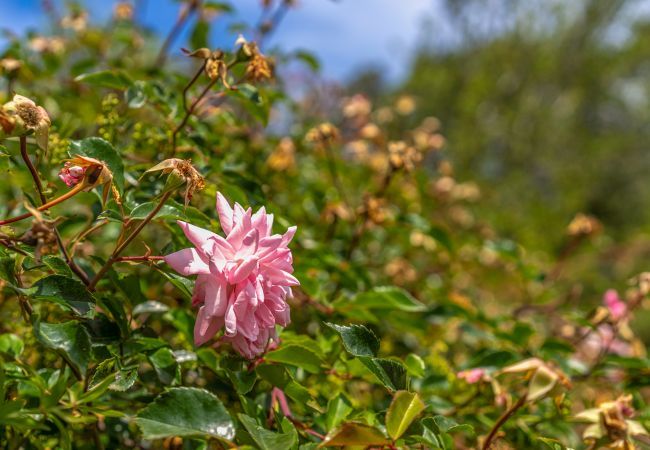 Domaine à Pollensa / Pollença - Buchaca, Villa-Finca 5StarsHome Mallorca Domaine à Pollensa / Pollença - Buchaca, Villa-Finca 5StarsHome Mallorca